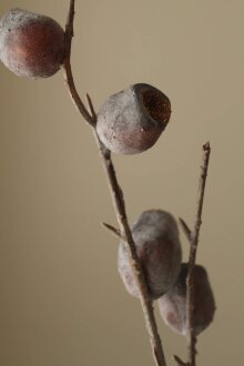 DIVERSE LEVERANDØR - Brown Nut Branch