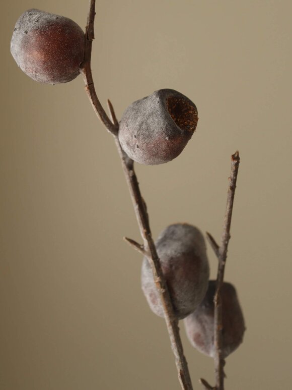 DIVERSE LEVERANDØR - Brown Nut Branch
