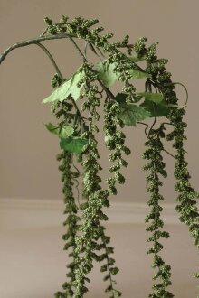 DIVERSE LEVERANDØR - Green Amaranthus Emerald