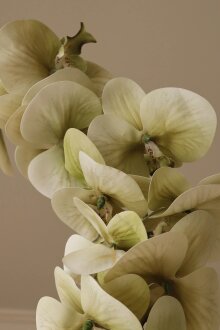 DIVERSE LEVERANDØR - Green Majestic Orchid Flower