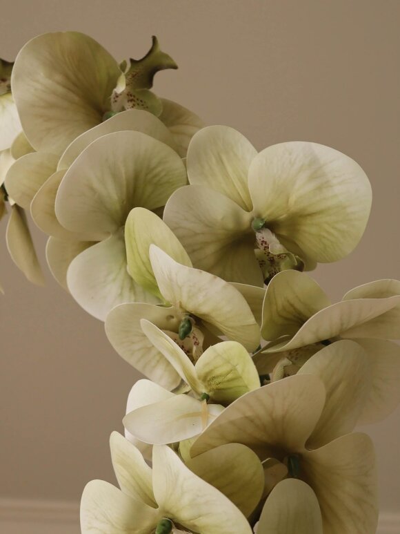 DIVERSE LEVERANDØR - Green Majestic Orchid Flower