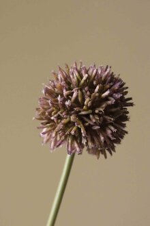 DIVERSE LEVERANDØR - Purple Small Allium Flower