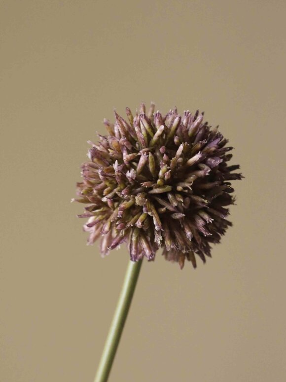 DIVERSE LEVERANDØR - Purple Small Allium Flower