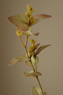 DIVERSE LEVERANDØR - White Eucalyptus Leaves
