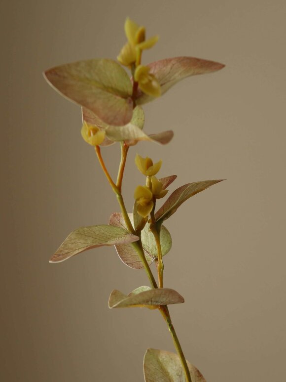 DIVERSE LEVERANDØR - White Eucalyptus Leaves